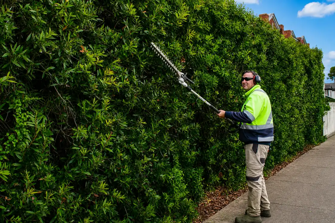 COMSTRA Mowing gardener trimming a tall established hedge along a residential footpath in Essendon West